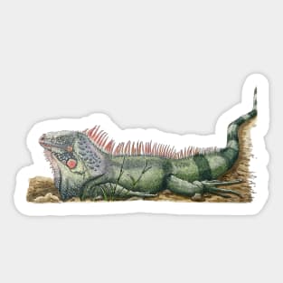 Green island iguana Sticker